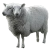 🐑 Эмодзи «Wake Up» для Telegram