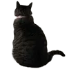 🐈‍⬛ Эмодзи «Wake Up» для Telegram