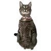 🐈‍⬛ Эмодзи «Wake Up» для Telegram