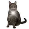 🐈‍⬛ Эмодзи «Wake Up» для Telegram