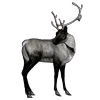 🦌 Эмодзи «Perfect Winter» для Telegram