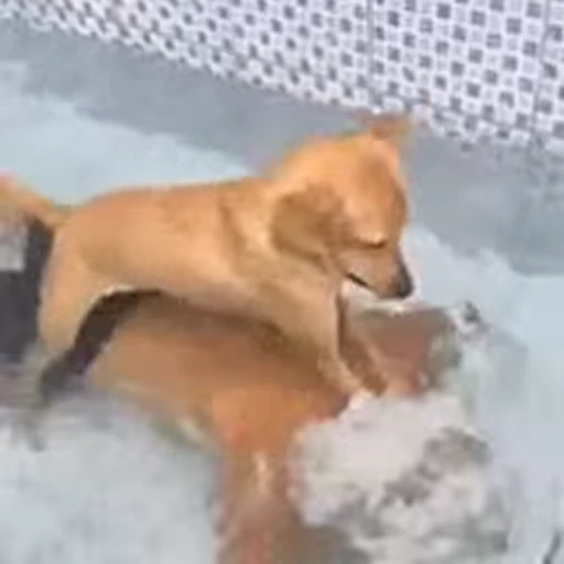 🐕 Стикер «Laincore» для Telegram