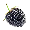 🫐 Эмодзи «#food» для Telegram