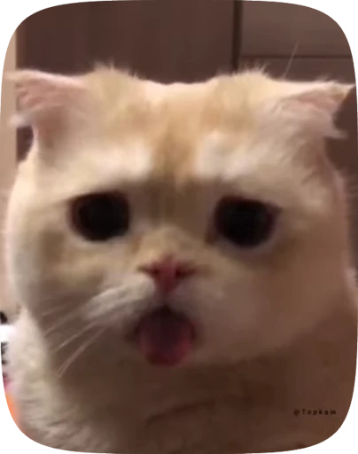 😜 Стикер «OO0o 0O» для Telegram