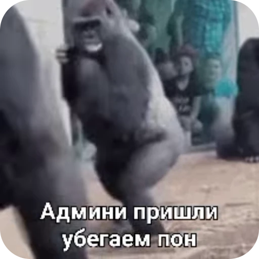 🤫 Стикер «Обезяны гифки» для Telegram