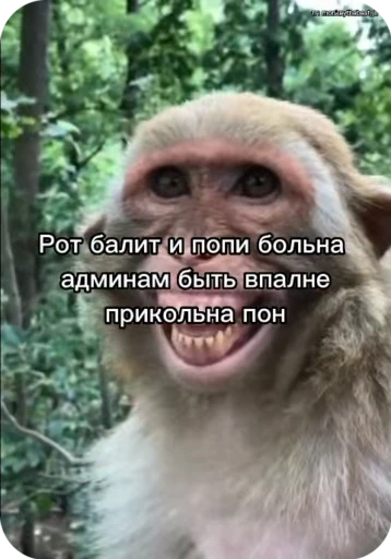 👥 Стикер «Обезяны гифки» для Telegram