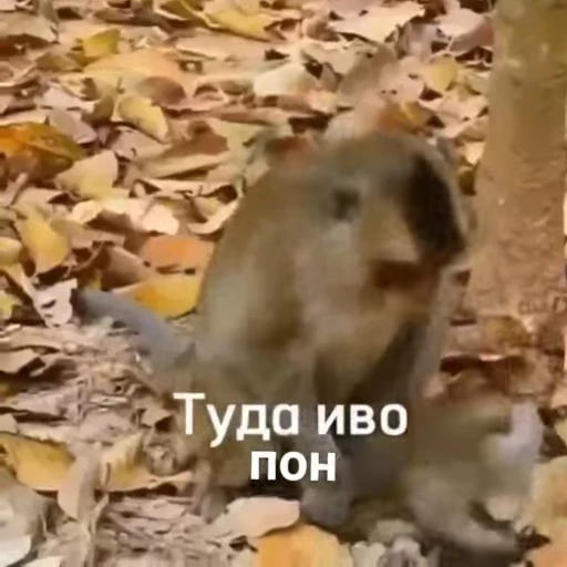 🐒 Стикер «Обезяны гифки» для Telegram