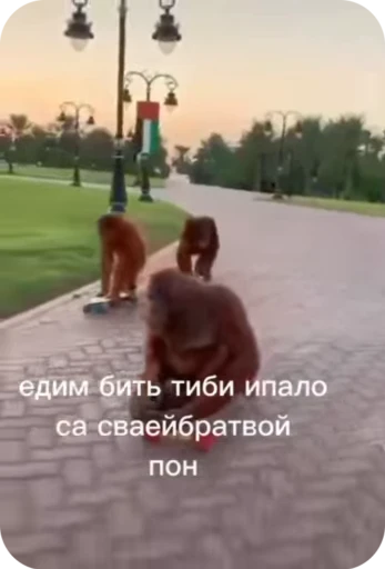 🤬 Стикер «Обезяны гифки» для Telegram
