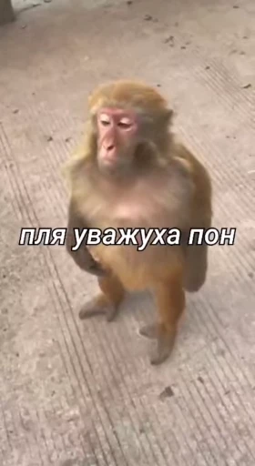 🌟 Стикер «Обезяны гифки» для Telegram