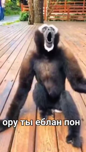 🐒 Стикер «Обезяны гифки» для Telegram