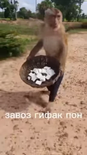 🌟 Стикер «Обезяны гифки» для Telegram
