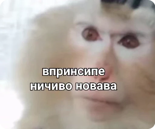 😐 Стикер «Обезяны гифки» для Telegram