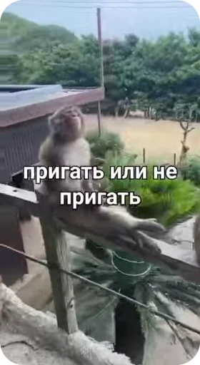 🌟 Стикер «Обезяны гифки» для Telegram