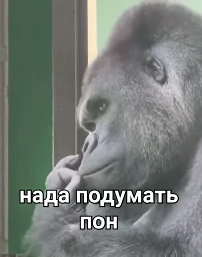 🐒 Стикер «Обезяны гифки» для Telegram