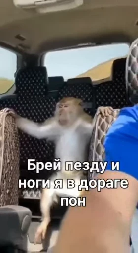 🌟 Стикер «Обезяны гифки» для Telegram