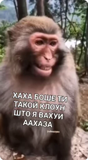 🤡 Стикер «Обезяны гифки» для Telegram