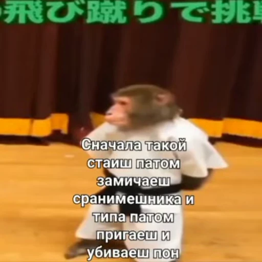 🌟 Стикер «Обезяны гифки» для Telegram