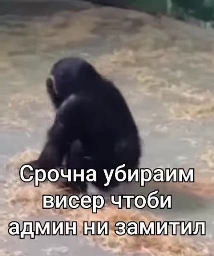 🌟 Стикер «Обезяны гифки» для Telegram