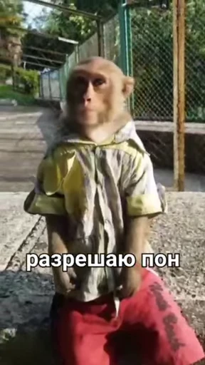 🐒 Стикер «Обезяны гифки» для Telegram