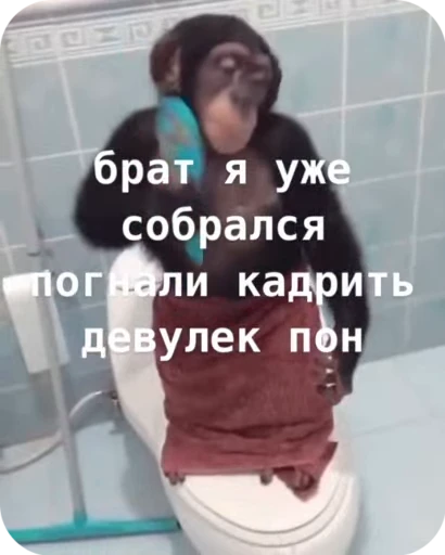🌟 Стикер «Обезяны гифки» для Telegram