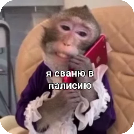 👮‍♂ Стикер «Обезяны гифки» для Telegram