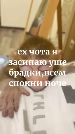😴 Стикер «Обезяны гифки» для Telegram