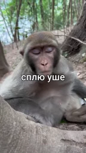 🌟 Стикер «Обезяны гифки» для Telegram