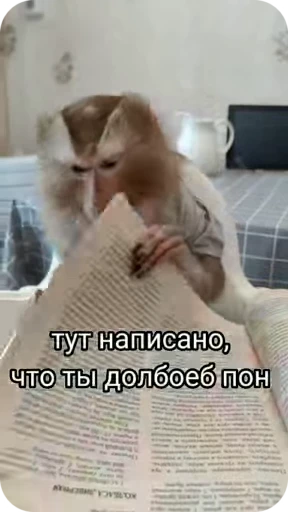 📖 Стикер «Обезяны гифки» для Telegram