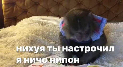 😳 Стикер «Обезяны гифки» для Telegram