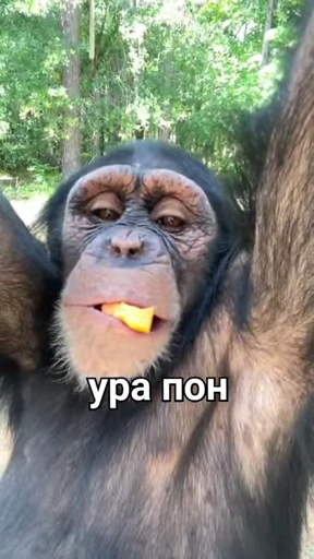 🐒 Стикер «Обезяны гифки» для Telegram