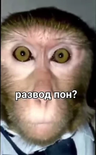 🐒 Стикер «Обезяны гифки» для Telegram