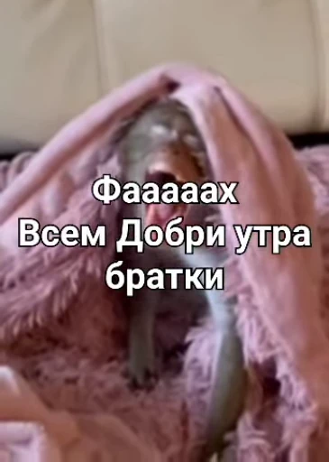 🙈 Стикер «Обезяны гифки» для Telegram