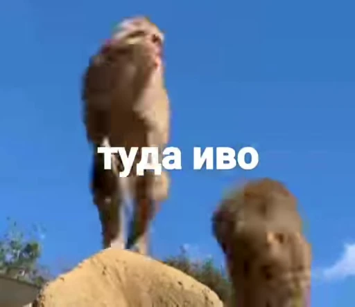 😁 Стикер «Обезяны гифки» для Telegram