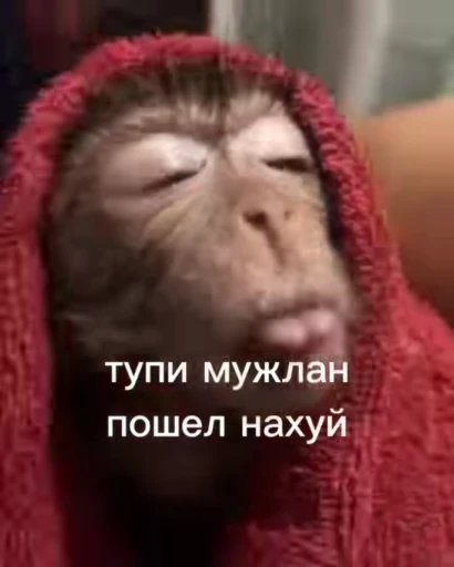 😍 Стикер «Обезяны гифки» для Telegram