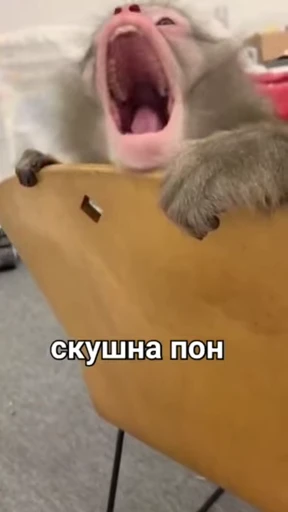 🐒 Стикер «Обезяны гифки» для Telegram