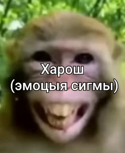 ❤️ Стикер «Обезяны гифки» для Telegram