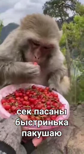 🐒 Стикер «Обезяны гифки» для Telegram