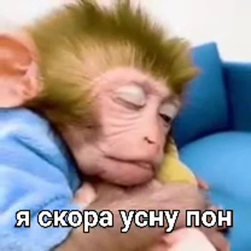 🐒 Стикер «Обезяны гифки» для Telegram
