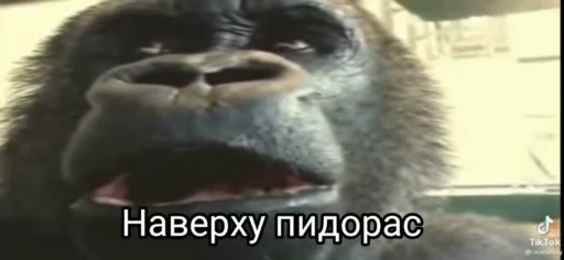 😱 Стикер «Обезяны гифки» для Telegram