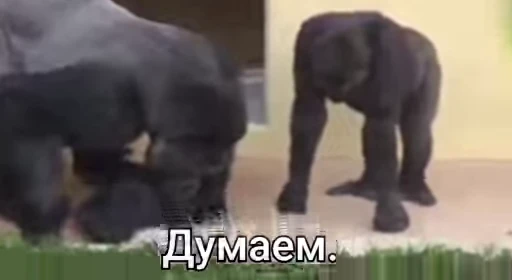 🌟 Стикер «Обезяны гифки» для Telegram