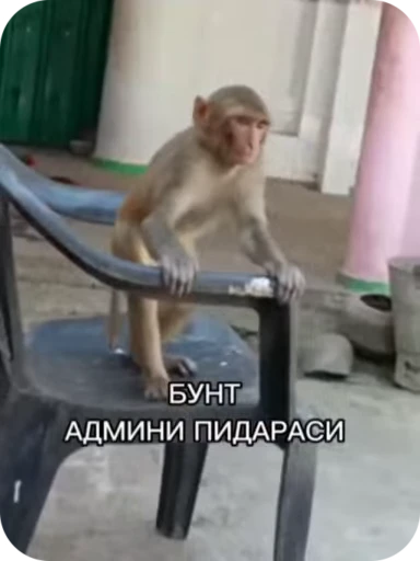 🐒 Стикер «Обезяны гифки» для Telegram