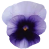 🌸 Эмодзи «Decoration» для Telegram