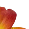 🤩 Эмодзи «Orange» для Telegram