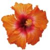 🤩 Эмодзи «Orange» для Telegram