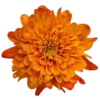 🤩 Эмодзи «Orange» для Telegram