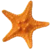 🤩 Эмодзи «Orange» для Telegram