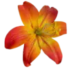 🤩 Эмодзи «Orange» для Telegram