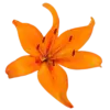 🤩 Эмодзи «Orange» для Telegram
