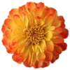 🤩 Эмодзи «Orange» для Telegram