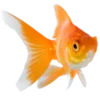 🤩 Эмодзи «Orange» для Telegram